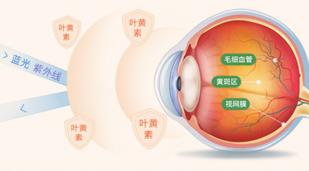 護(hù)眼新寵明目™：葉黃素之美，水溶性之力